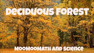 Temperate Deciduous ForestWorld Biomes [upl. by Iives]