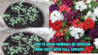 HOW TO GROW VERBENA OR VERVAIN FROM SEEDS WITH FULL UPDATES [upl. by Ajiat832]