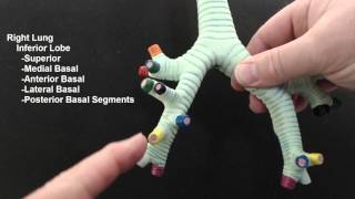 Naming the Segmental Bronchi [upl. by Zehcnas]