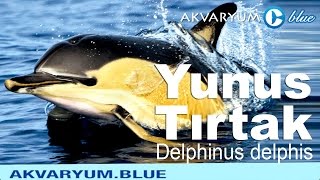 Delphinus delphis  Yunus Tırtak [upl. by Nickelsen976]