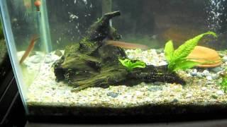 Java Loach Ballet [upl. by Etnoed]