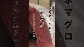 Canadian wild bluefin tuna Chutoro Akami Otoro Kamatoro or Nakaochi マグロ カナダ 美味しい ワイルド 魚屋 [upl. by Midas372]