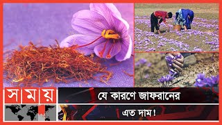 এক কেজির জন্য ১ লাখ ১০ থেকে ৭০ হাজার ফুল লাগে  Zaffran  Zaffran Flower  Somoy TV [upl. by Eneli423]