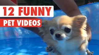 12 Funny Pet Videos Compilation 2020 [upl. by Papp]