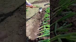 Green onion planting tungsten steel shovel Good tools and machinery can increase work efficiency [upl. by Irneh]