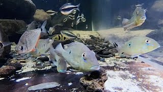 シングー川 を再現した 巨大 ビオトープ 水槽 内を GoPro で撮影 アクアスケープ アクアリウム 熱帯魚スクリーンセーバー [upl. by Htenek]