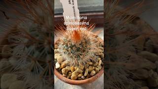 Mamillaria spinosissima Super red cactusplant cactus cacti indoorplants [upl. by Urbanus]