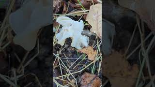 A beautiful White Elfin Saddle mushroom mushroom elfin helvella [upl. by Dranel]