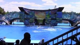 Presentación de Orcas en Seaworld [upl. by Naoma364]