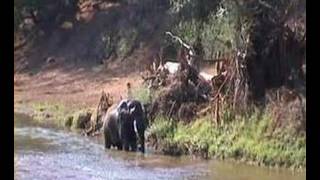 elephant taking bath in river and eating [upl. by Gunner]