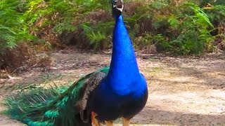 Peacock Honk [upl. by Erreit]