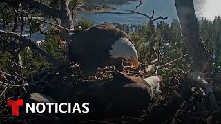 Muchos ojos en EEUU están pendientes de un nido de águila  Noticias Telemundo [upl. by Isborne57]