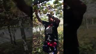 How to prune kiwi fruit NZ [upl. by Akemehs]