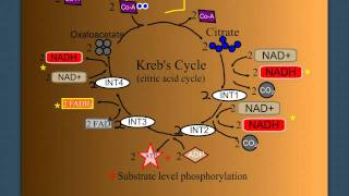 Cellular Respiration Part 2 The Krebs Cycle [upl. by Klenk]