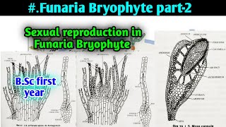 Sexual Reproduction in funaria  Sporophyte of Funaria  BSc first year Botany Second semester [upl. by Nylhsoj]