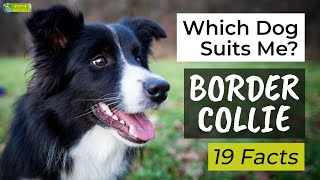 Is a Border Collie the Right Dog Breed for Me 🐾 19 Facts About Border Collies [upl. by Ettebab]