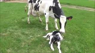 Cow Giving Birth To A Calf  The Calving Process [upl. by Billmyre143]