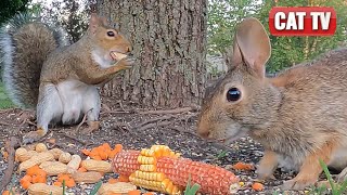 CAT TV  Frisky Bird Chipmunk Bunny and Squirrel Compilation  4K Video For Cats to Watch  Dog TV [upl. by Jeremiah729]