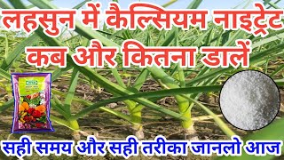 लहसुन में कैल्सियम नाइट्रेट कब डाले  lahsun me calcium nitrate kab dale  Lahsun Ki Kheti [upl. by Einnej]