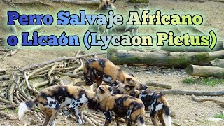 Conoce todo sobre el Licaón el perro salvaje africano Lycaon pictus  SafariPix [upl. by Sharlene]