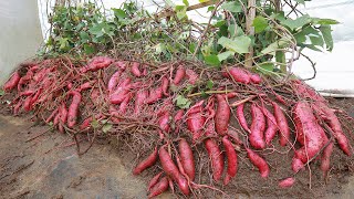 No need to buy sweet potatoes  how to Grow sweet potatoes in sacks for this many tubers [upl. by Brazee785]