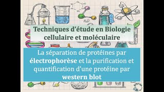 Fiches techniques  Electrophorèse de protéines et Western Blot [upl. by Yentihw]