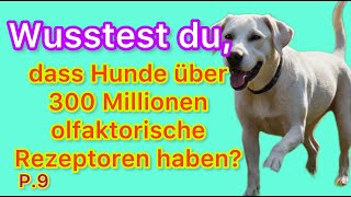 p9 Wusstest du dass Hunde über 300 Millionen olfaktorische Rezeptoren haben [upl. by Nosyrb]