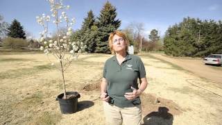 How To Plant A Tree in Colorado video [upl. by Enert]