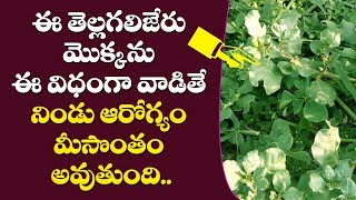 తెల్ల గలిజేరు ఉపయోగాలు  tella galijeru plant uses in telugu atikamamidi uses in telugu [upl. by Ahsemot]