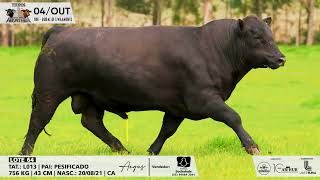 Lote 64 L013 ANGUS dia 041024 Leilão Touros da Fronteira  Knorr Leilões Prod Ag El Campo [upl. by Aicnetroh563]