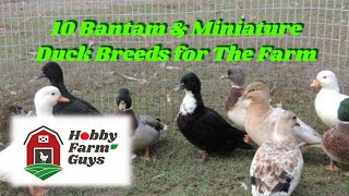 10 Bantam amp Miniature Duck Breeds for The Farm amp Homestead [upl. by Ubana643]