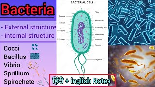 Bacteria Structure and Classification microbiology [upl. by Oelgnaed447]