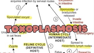 Toxoplasmosis  Life cycle  Pathogenesis  Lab diagnosis [upl. by Strephonn835]