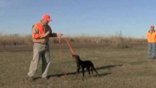 Gordon Setter Yard Training [upl. by Arty546]