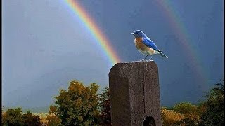 Somewhere Over the Rainbow  What a Wonderful World  Israel KamakawiwoOle with lyrics [upl. by Prisca]