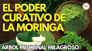 DOCUMENTAL El PODER CURATIVO y NUTRITIVO de la MORINGA El Árbol Milagroso para tu Salud [upl. by Older]