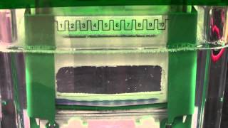 SDSPAGE Gel Electrophoresis [upl. by Otrebilif]