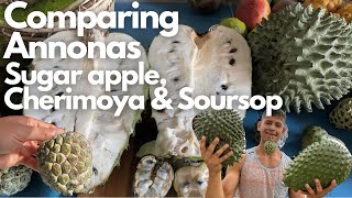 Comparing Annonas  Sugar apple Cherimoya Soursop  Similarities amp Differences between the Annonas [upl. by Grimaldi918]