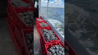 Clamming aboard the risky business riskybusiness clammer newengland [upl. by Coffee]