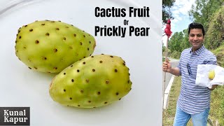 Cactus Fruit नागफनी Prickly Pear How to cut amp Eat  कैक्टस कैसे काटते खाते हैं Kunal Kapur Recipes [upl. by Ailb816]