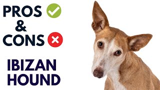 Ibizan Hound Pros and Cons  Ibizan Hound Advantages and Disadvantages AnimalPlatoon [upl. by Elyssa]