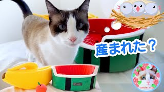 猫の前にバナナと すいかのベッドを置いたらどちらに入るのか？ Cat chooses bed [upl. by Enyaj792]