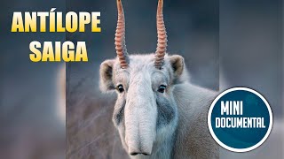 Antílope saiga mini documental [upl. by Burroughs]