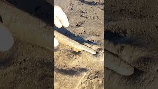 Coastal Foraging  Beach Razor Clams the easy way The Fish Locker [upl. by Borlase]