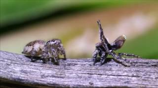 Courtship dance of the Australian Peacock Spider [upl. by Lorrayne]