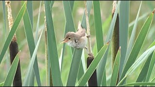 Some rare and common birds filmed in the Netherlands [upl. by Naamann739]