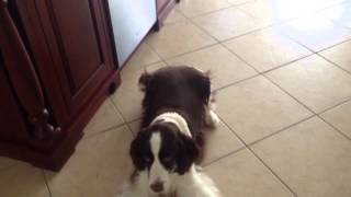 Springer Spaniel Barking [upl. by Annalee]