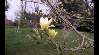 Yellow magnolias are out at Caerhays [upl. by Kopaz307]