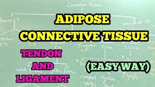 ADIPOSE CONNECTIVE TISSUE  TENDON AND LIGAMENT EASY WAY [upl. by Fidole]