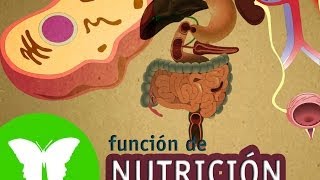 La Eduteca  La función de nutrición [upl. by Bbor460]